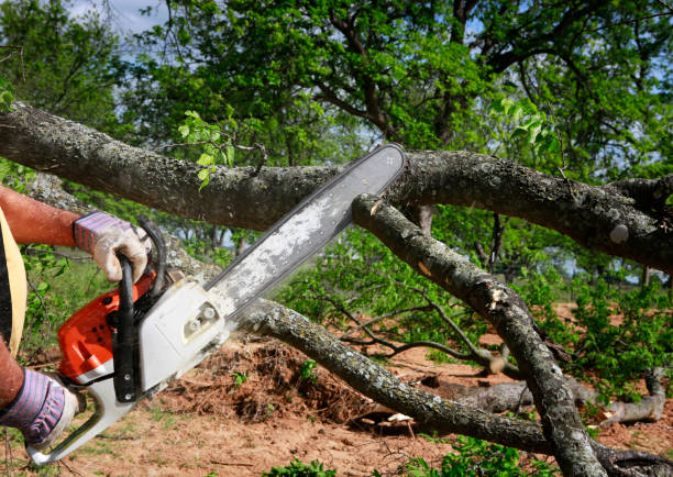 Best Emergency Storm Tree Removal  in Cottonwood Shores, TX